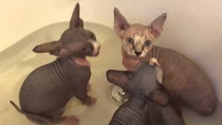 Silly Sphynx Kittens Jumping in the Bath [upl. by Nikaniki]