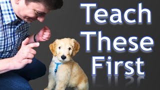 3 Easy Things to Teach your NEW PUPPY [upl. by Zamora]