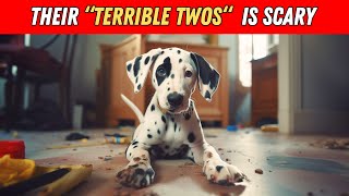 10 Reasons Why You Should NEVER Get a Dalmatian [upl. by Eskil]