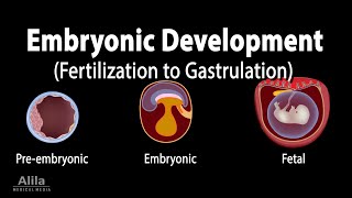 Embryology from Fertilization to Gastrulation Animation [upl. by Favianus]