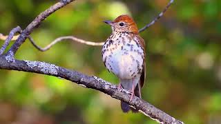 Listen to the song of the Wood Thrush [upl. by Berke735]