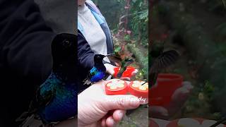 Splendid colorful HUMMINGBIRD handfeeding in slow motion [upl. by Dena]