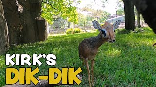 Kirks DikDik [upl. by Yerag759]