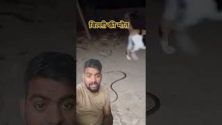 Billi ki maut cat kucingvsular snake animals funny hefriadi5zterbaru [upl. by Suirtemid]