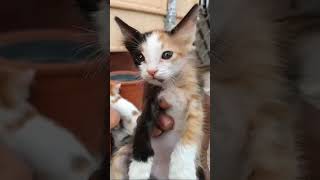 Cute kittens Tina Tini Vina and Vini cat kitten catbaby [upl. by Ayotak]