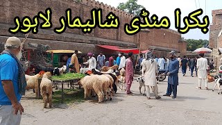 Bakra Mandi Lahore Shalimar Bagh Sunday update Lahore Pakistan [upl. by Siuoleoj]