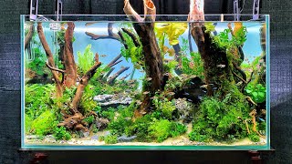 The BEST Aquascapes at Aquatic Experience 2019 [upl. by Jack]