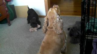 Cocker Spaniel with Puppy singing and barking [upl. by Trinetta913]