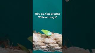 Want to Know How ANTS Breathe Without Lungs [upl. by Eniamreg337]