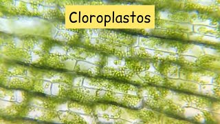 Cloroplastos al microscopio  Biologíaenunminuto [upl. by Yelime]