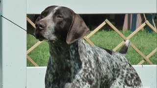 German Shorthaired Pointer  Specialty Dog Show [upl. by Irollam]