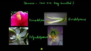 Types of androecium and gynoecium  Morphology of flowering plants  Biology  Khan Academy [upl. by Ayotl]