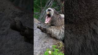 Hoary Marmot Yawns 3 times [upl. by Wald195]