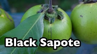 Black Sapote  The chocolate pudding tropical fruit [upl. by Sioled]