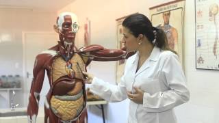 ART Anatomia e Fisiologia Humana  Sistemas Respiratório e Cardiovascular [upl. by Cormick]