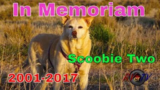 In Memory Of Scoobie Two A True RVer 20012017Travel Safe Old Friend 😢 😢 [upl. by Nnylyam]