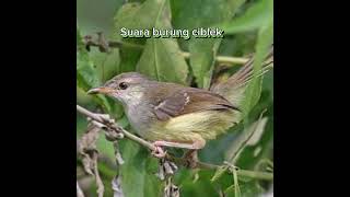 Suara kicau burung ciblek  suara tembakan burung ciblek [upl. by Ecadnak]