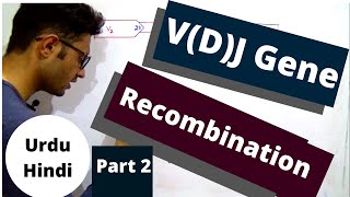 Antibody gene Recombination  VDJ gene rearrangement  TdT enzyme  P and N nucleotide  urdu hindi [upl. by Rochette]