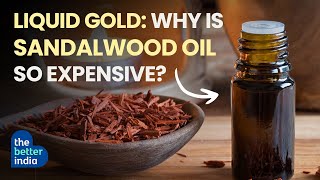 Why Sandalwood Oil Is Expensive  The Better India [upl. by Halik221]