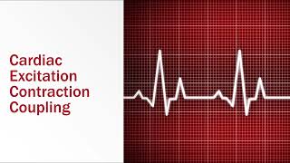 Cardiac Excitation Contraction Coupling [upl. by Eirelam]