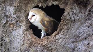 A Year in the Life of Adorable Owl Babies  Discover Wildlife  Robert E Fuller [upl. by Morey]