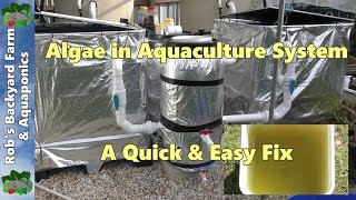 Algae in aquaculture set up a quick amp easy fix [upl. by Aniretake]