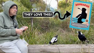 Magpies quotTinyquot amp quotRaisinquot LOVE Wombaroo [upl. by Annaer902]