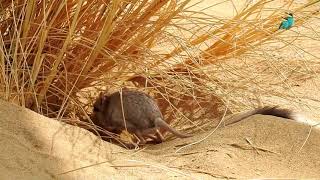 See the rarest species of rodents the desert jerboa [upl. by Wyatan]