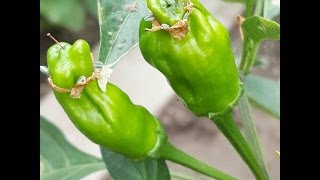 âŸ¹ Pepperoncini Pepper 2 Capsicum annuum longum PICK WHEN GREEN [upl. by Ayn555]