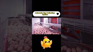 Chicken farm automatic egg collection equipment laying hen system RETECH Farming [upl. by Hubert]