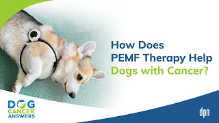 How Does PEMF Therapy Help Dogs with Cancer  Dr Erica Ancier [upl. by Milka833]