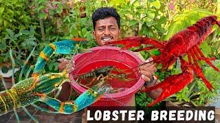 Lobsterக்கு Breeding Setup பண்ணியாச்சு🦞  Cray Fish Breeding Part 1 [upl. by Bobbye]