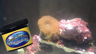 MUSHROOM CORAL discosoma FEEDING TIME LAPSE [upl. by Devonne204]