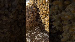 satisfying bee asmr food diy yt oddlysatisfying love life explore edit wildlife nature [upl. by Alexandre173]