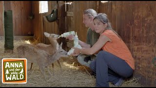 Rettung für die Waldtiere  Reportage für Kinder  Anna und der wilde Wald 3 [upl. by Hali]