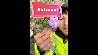 Sofranul Condimentul ce se poate cultiva la noi [upl. by Atinet479]