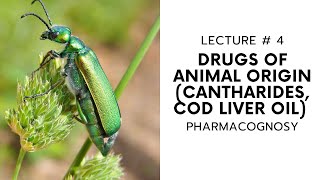 PHARMACOGNOSY  DRUGS OF ANIMAL ORIGIN  CANTHARIDES AND COD LIVER OIL  LECTURE  4 [upl. by Gerek942]