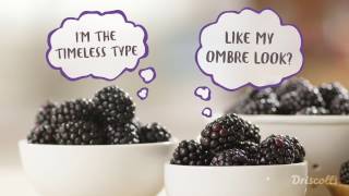 How to Freeze Blackberries amp Proper Care by Driscoll’s Berries [upl. by Yllet]