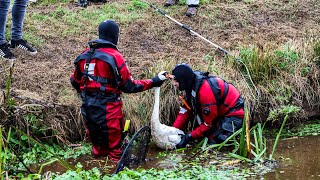 Brandweer 40 minuten bezig met gewonde zwaan [upl. by Karlotte]