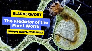 Bladderworts in Action Unique Trap Mechanism carnivorousplants plantsecrets bladderwort plant [upl. by Latia]