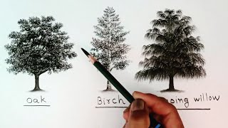 How to draw different types trees by pencil for beginners  full length drawing tutorials easy [upl. by Arlana911]