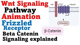 Wnt signaling pathway [upl. by Constantina]