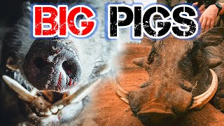 Huge Bush Pig And Warthog In 12 Hours [upl. by Sirois]