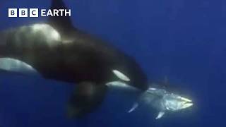 Amazing Orca Moments  BBC Earth [upl. by Burd52]