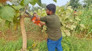 Hasqvarna 445 chainsaw easy woodcutting in the farm  पेड़ काटने वाला मशीन [upl. by Ledoux]