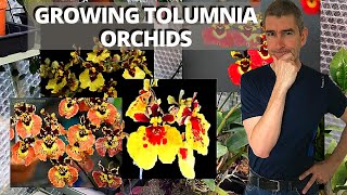 GROWING TOLUMNIA ORCHIDS  setting up for success [upl. by Sonny]