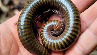 I Caught A Largest Millipede In Asia Explore And Catch Mountain Creatures Millipedes And Larvae [upl. by Eneles989]