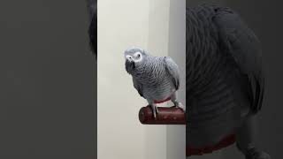 Danver the Grey parrot funny talking cute bird wisteling [upl. by Negaet]