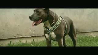 AMERICAN STAFFORDSHIRE TERRIER  BLEU  BLUE [upl. by Arrekahs]