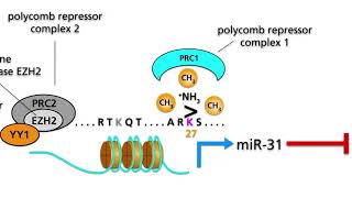 NFκB pathways Part 3 Activation of the NFκB pathway in malignant disease [upl. by Maryly]